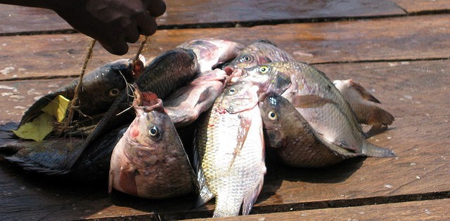 >Novo frigorífico de SC pretende processar dez toneladas de tilápia por dia Novo frigorífico de SC pretende processar dez toneladas de tilápia por dia