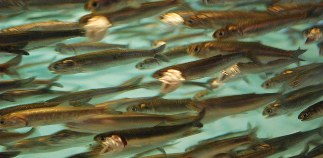 >Um milhão de toneladas de anchova foi pescado ilegalmente no Peru, de acordo com SNP Um milhão de toneladas de anchova foi pescado ilegalmente no Peru, de acordo com SNP