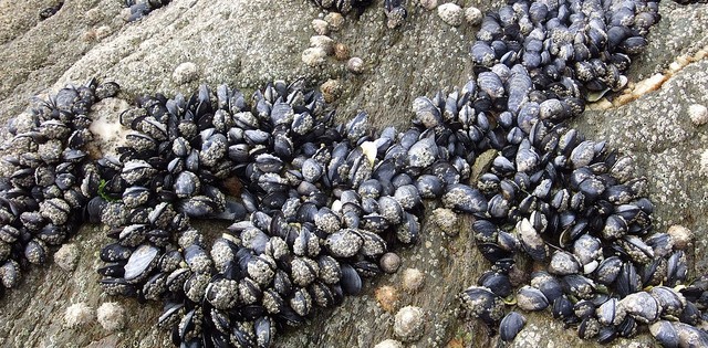 Primeira certificação MSC no Chile vai para o mexilhão