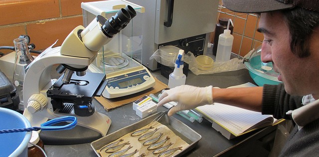 >Laboratórios da Ufal em Penedo vão produzir camarão pitu e vegetais Laboratórios da Ufal em Penedo vão produzir camarão pitu e vegetais