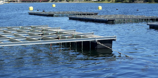 >Aquicultura é alternativa para áreas degradadas Aquicultura é alternativa para áreas degradadas
