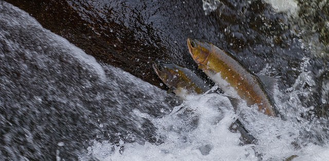 >Pesca de salmão do Alasca bate novo recorde Pesca de salmão do Alasca bate novo recorde