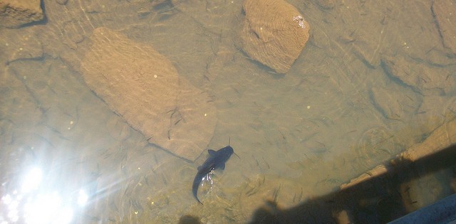 >“Novo Pintado” renova produção do Mato Grosso do Sul “Novo Pintado” renova produção do Mato Grosso do Sul