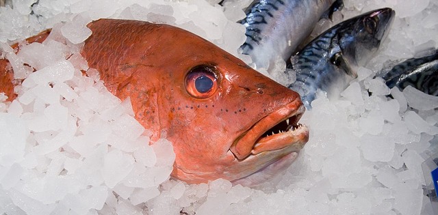 >Governo regulamenta transporte do pescado e nota fiscal Governo regulamenta transporte do pescado e nota fiscal