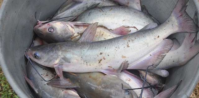 >Sobrepesca, poluição e mudanças climáticas são ameaças atuais do oceano, diz FAO Sobrepesca, poluição e mudanças climáticas são ameaças atuais do oceano, diz FAO