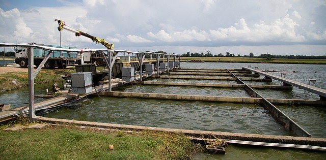 Panga certificado ganha força no Vietnã e vira exemplo