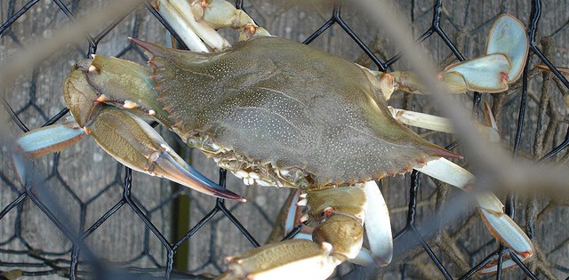 >Empresa paraense é a primeira a ter registro para Processamento Artesanal do Caranguejo Empresa paraense é a primeira a ter registro para Processamento Artesanal do Caranguejo