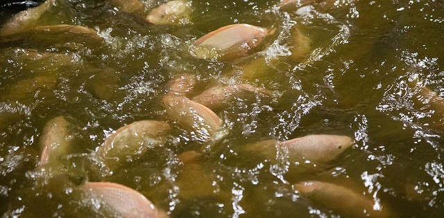 >Criação de tilápia em água salgada abre novo mercado Criação de tilápia em água salgada abre novo mercado