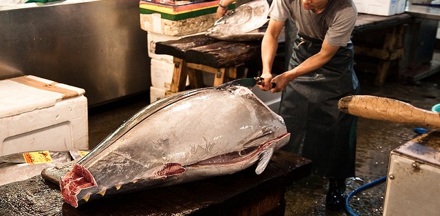 >Atum de cativeiro pode revolucionar o setor Atum de cativeiro pode revolucionar o setor