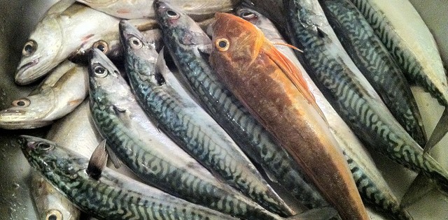 >Nome Polaca do Alasca pode ser extinto Nome Polaca do Alasca pode ser extinto