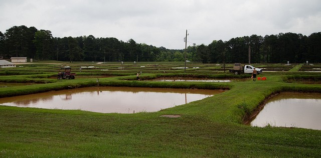 >Alta da farinha de peixe deve afetar preços do mercado Alta da farinha de peixe deve afetar preços do mercado