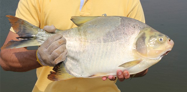 >MT e MS iniciam maratona de eventos técnico-comerciais MT e MS iniciam maratona de eventos técnico-comerciais