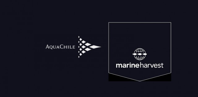 >Aquachile e Marine Harvest podem se tornar uma só empresa no Chile Aquachile e Marine Harvest podem se tornar uma só empresa no Chile