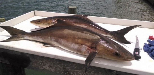 >Novo padrão da ASC para bijupirá pode fazer testes no Brasil Novo padrão da ASC para bijupirá pode fazer testes no Brasil