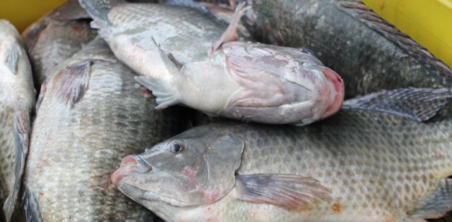 >Cultivo de tilápia liberado no Tocantins vai atrair investimentos; no PA, Semas quer proibir Cultivo de tilápia liberado no Tocantins vai atrair investimentos; no PA, Semas quer proibir