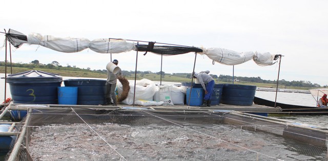 >O que significa a certificação BAP para a Aquabel, Aquafeed e Geneseas? O que significa a certificação BAP para a Aquabel, Aquafeed e Geneseas?