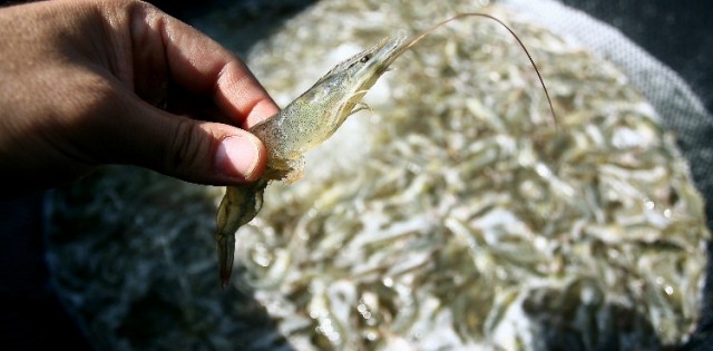 >Camarão: BA libera cultivo depois de 8 anos de imbróglio e MPA investe na pesca Camarão: BA libera cultivo depois de 8 anos de imbróglio e MPA investe na pesca