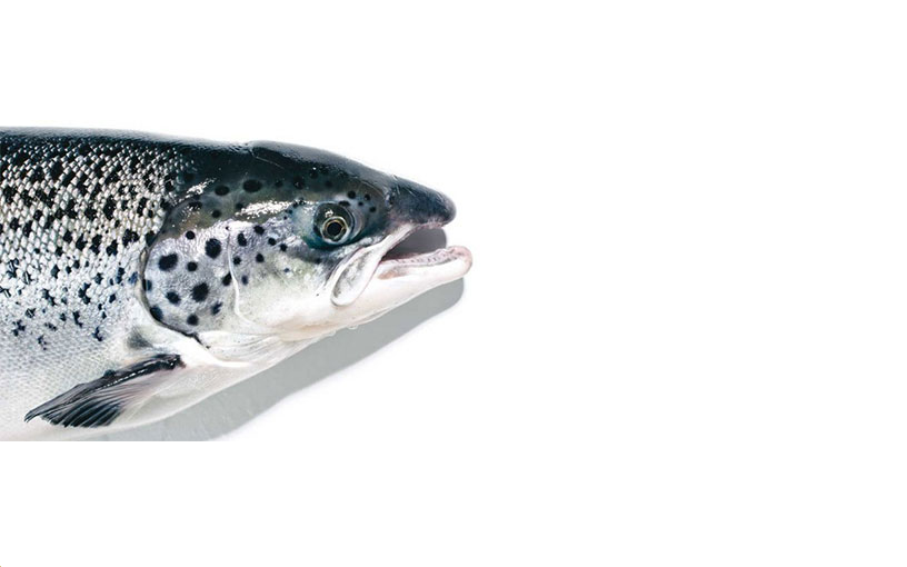 >Salmão transgênico da AquaBounty recebe aval do FDA nos EUA Salmão transgênico da AquaBounty recebe aval do FDA nos EUA