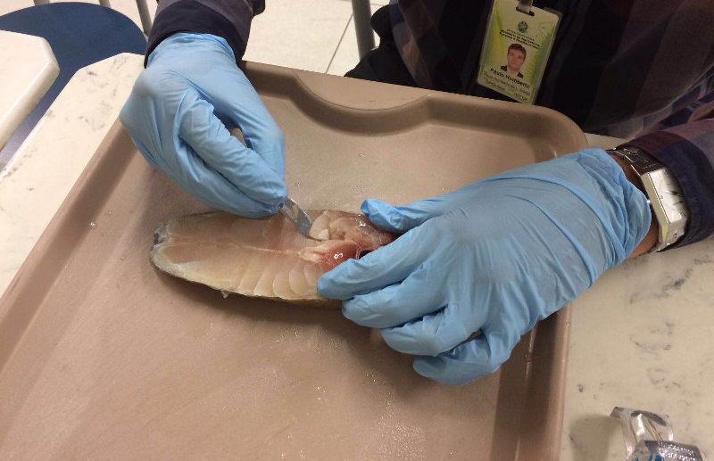 >Dois meses para o fim da consulta do RTIQ camarão e lagosta; inspeção em frigoríficos será terceirizada Dois meses para o fim da consulta do RTIQ camarão e lagosta; inspeção em frigoríficos será terceirizada