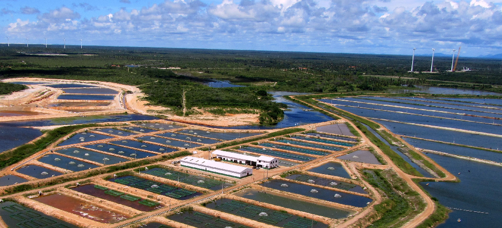 Com AquaGen, Aquabel deve triplicar produção de formas jovens