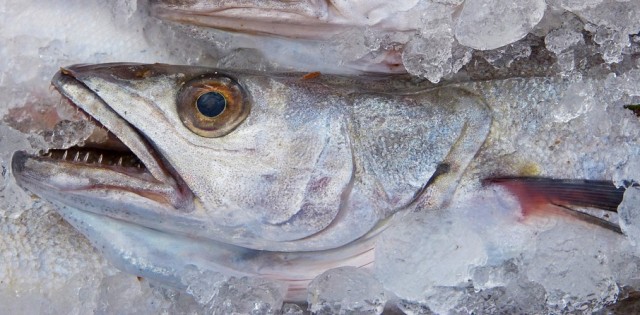 >Brasil lidera com folga ranking de importadores de merluza argentina Brasil lidera com folga ranking de importadores de merluza argentina