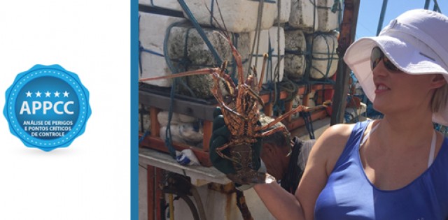 >Coluna da Qualidade | Como começar o APPCC para processamento da lagosta Coluna da Qualidade | Como começar o APPCC para processamento da lagosta