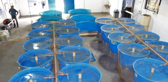 >Com novo laboratório em Ubatuba, IPesca SP intensifica pesquisa em piscicultura marinha e quer atrair investimentos Com novo laboratório em Ubatuba, IPesca SP intensifica pesquisa em piscicultura marinha e quer atrair investimentos