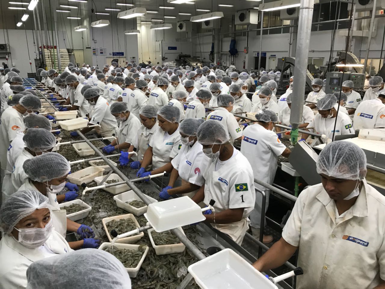 >Com preços mundiais em queda, camarão também cai no Brasil mas encontra mercado ressabiado Com preços mundiais em queda, camarão também cai no Brasil mas encontra mercado ressabiado