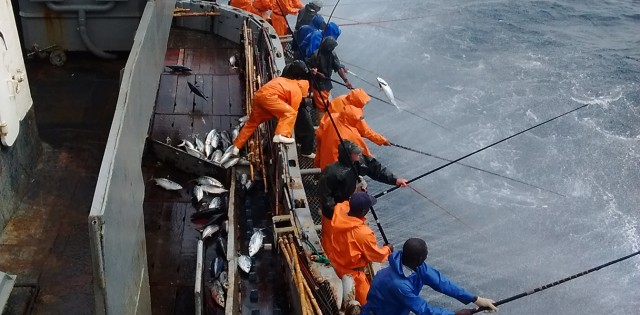 Leal Santos e matriz espanhola vão em busca de certificado MSC para atum; evento em SP vai discutir sustentabilidade