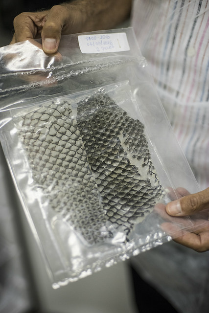 Após uso para recuperação de queimaduras, pele de tilápia também tem finalidade ginecológica