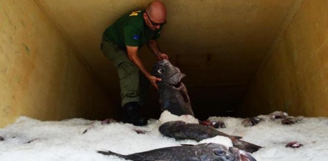 Portaria 445: polêmica persiste com críticas do Mapa e autuações da família de Seif Jr.